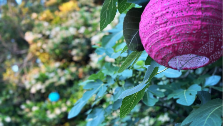 Fig Tree with bright Chinese Lantern